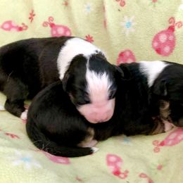 Australian Shepherd Puppies from Bline's Awesome Aussies