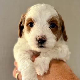 Dark Green - Parti male Goldendoodle puppy in Philadelphia, Mississippi from Oakie Doodles