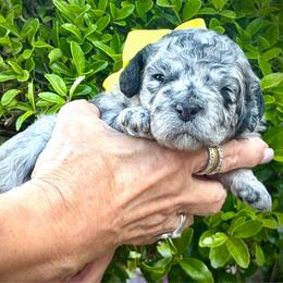 Salem- yellow girl - Blue merle female Aussiedoodle puppy in Midlothian, Texas from Gray Doodles