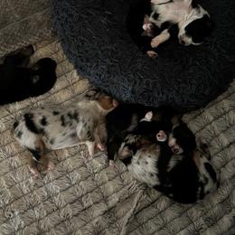 Australian Shepherd puppies from KDL Homestead
