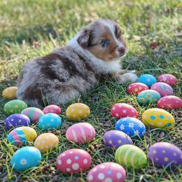 Cadbury - Red merle male Australian Shepherd puppy in Howardsville, Virginia from Spectacular Aussies and Cavaliers