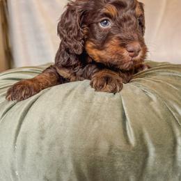Koala - Phantom male Bernedoodle puppy in Jackson, Missouri from Pincksten Family Doodles