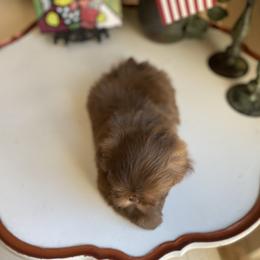 Boy 2 - Chocolate male Shih Tzu puppy in Troy, Michigan from "Shihtzu Best Friend"
