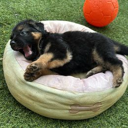German Shepherd Puppies from AB_Elite_GSD