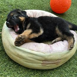 German Shepherd Puppies from AB_Elite_GSD