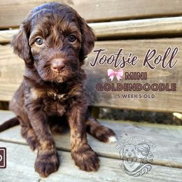 Aussiedoodles, Australian Shepherds, Goldendoodles, and Poodles from Hilltop Cuddle Pups