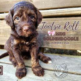 Aussiedoodles, Australian Shepherds, Goldendoodles, and Poodles from Hilltop Cuddle Pups