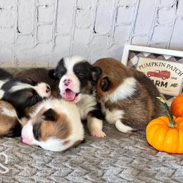 Pembroke Welsh Corgis from K3 Corgis