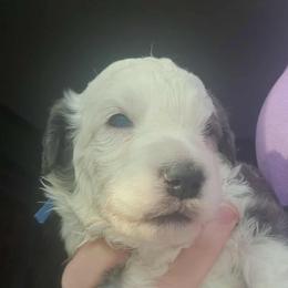 Bernedoodle Puppies from Daisy's Doodles