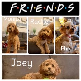 Joey - Cavapoo