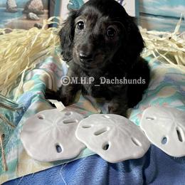 Dachshund Puppies from M.H.P Dachshunds