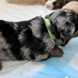 Bernedoodle, Bernese Mountain Dog, Cavalier King Charles Spaniel, Cavapoo, and Poodle Puppies from Ellas.Pups (Bernedoodles & Cavapoos)
