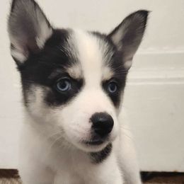 Pomskies and Siberian Huskies from Blue Mini Wolfz Kennel