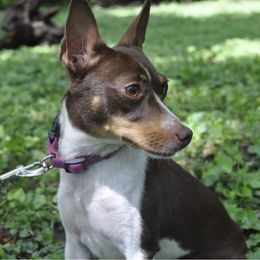 Divya - Rat Terrier