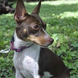 Divya - Rat Terrier