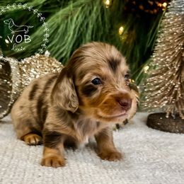 Chestnut - Dapple male Dachshund puppy in Sioux Rapids, Iowa from VOB Doxie