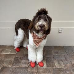 Bernedoodle and Newfypoo All Grown Up from Small Town Doodles & Poodles