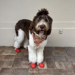 Bernedoodle and Newfypoo All Grown Up from Small Town Doodles & Poodles