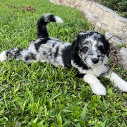 Aussiedoodle and Miniature Australian Shepherd Puppies from Sugar Creek Oodles and Aussies