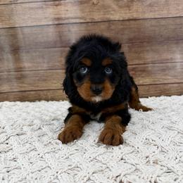 Saffron - Black and tan male Cavapoo puppy in Beresford, South Dakota from DAKOTA DOOD RANCH