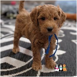 Harbor - Mini Goldendoodle - Apricot male Goldendoodle puppy in Jeddo, Michigan from Apple Creek Doodles