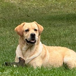 Honey - Labrador Retriever