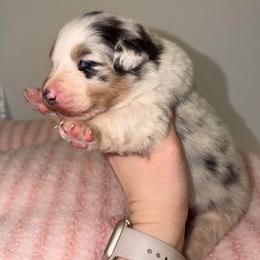 Fern - Blue merle female Australian Shepherd puppy in Anniston, Alabama from All Hale Aussies