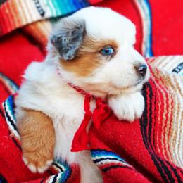 Honey Bun - Blue merle female Australian Shepherd puppy in Paola, Kansas from Tiz Ranch