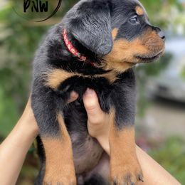 Rottweiler Puppies from KarmaKennelPNW