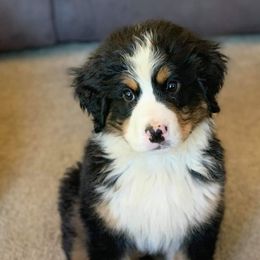 Bernese Mountain Dog Puppies from Nugents Bernese Mountain Dogs