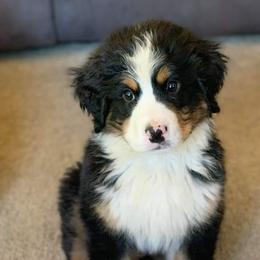 Bernese Mountain Dog Puppies from Nugents Bernese Mountain Dogs