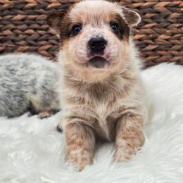 (Red) Cowboy - Red speckled male Australian Cattle Dog puppy in Burleson, Texas from Bluebonnet Heelers