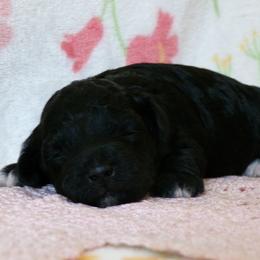 Luna - Black female Poodle puppy in Hurricane Mills, Tennessee from Scenic Hills Kennels