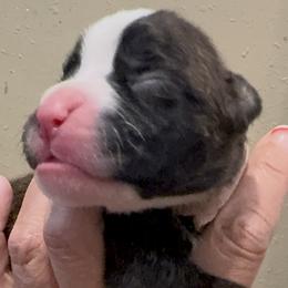 Boy 4 - male Boxer puppy in Madras, Oregon from BnT Boxers