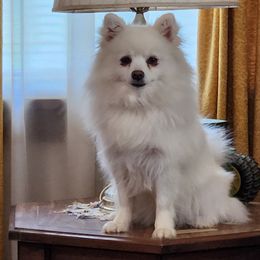 Blondie - American Eskimo Dog