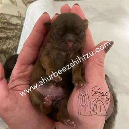 Shih Tzu Puppies from Shurbeez Shih Tzu