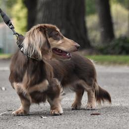 Dachshund puppies from Happy Little Doxies