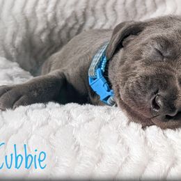 Boy 1 - Blue Weimaraner puppy in Jupiter, Florida from Khepri Weimaraners