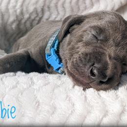 Boy 1 - Blue Weimaraner puppy in Jupiter, Florida from Khepri Weimaraners