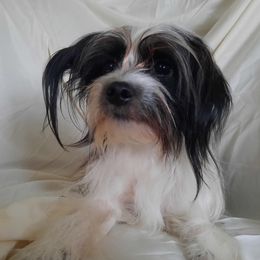 Freddie - Morkie