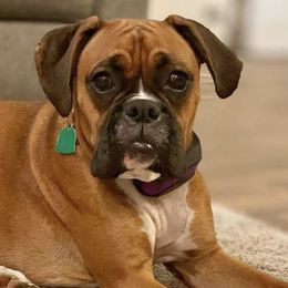 Boxers and Pugs from Willowbranch Canine Companions