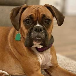 Boxers and Pugs from Willowbranch Canine Companions