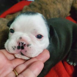 English Bulldog Puppies from Mudlick Bulldogs