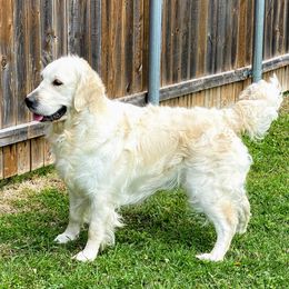 Keira - Golden Retriever