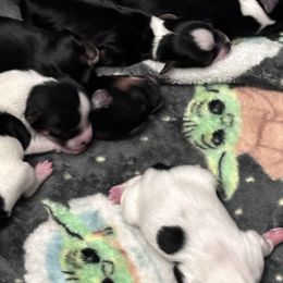 Yorkshire Terrier Puppies from Lauren's Yorkshire Terriers