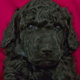 Poodle Puppies from Lido Rose C