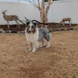 Smokey - Shetland Sheepdog