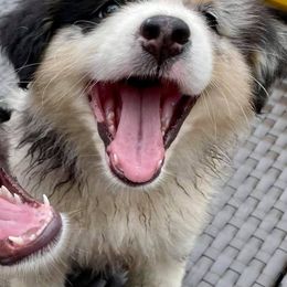 Australian Shepherds from Sittin’ Pretty Aussies