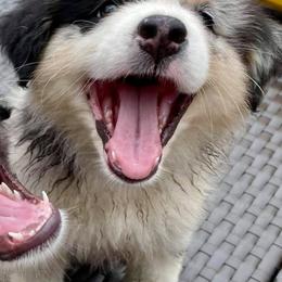 Australian Shepherds from Sittin’ Pretty Aussies