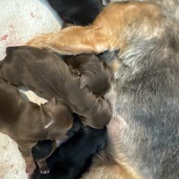 Daisy - Black and tan female Yorkshire Terrier puppy in Knoxville, Tennessee from Rainbow Bliss Yorkies